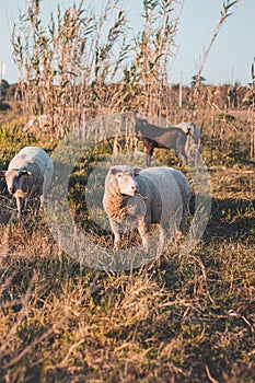 Portrait of a Portuguese sheep chewing grass at sunset in the middle of Vila Nova de Milfontes, Odemira, Portugal. Pastoralism in