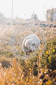 Portrait of a Portuguese sheep chewing grass at sunset in the middle of Vila Nova de Milfontes, Odemira, Portugal. Pastoralism in