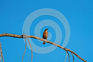 Portrait of a posing American Robin