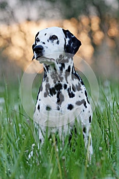 Portrait of posing dalmatian