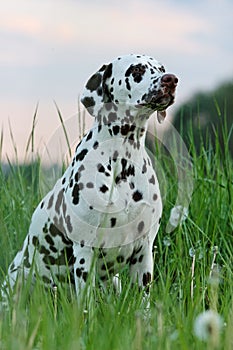 Portrait of posing dalmatian