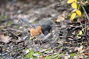 Spotted Towhee taking sun bath