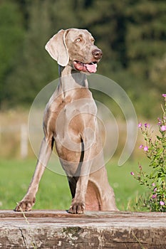 Portrait of posing weimaraner dog