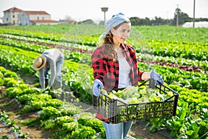Portrait of positive female farmer holding crate with fresh lettuce