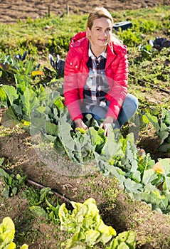 Portrait of positive woman working in homestead, satisfied with growing cabbage