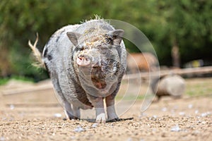 Portrait of a pot-bellied pig at a farm