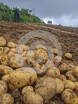 Portrait of potato yields in the morning