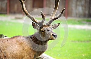 Portrait of powerful adult red deer