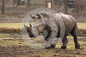 Running rhino