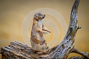 Portrait of a Prairie dog also known as genus cynomys