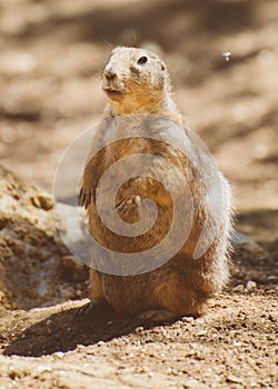 Portrait of Prairie dog.