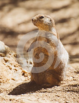 Portrait of Prairie dog.