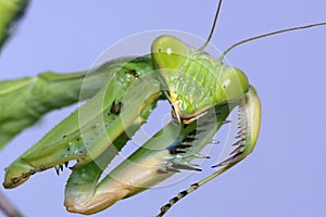 Portrait of the Praying Mantis