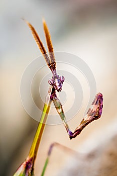 Portrait Of Praying Mantis