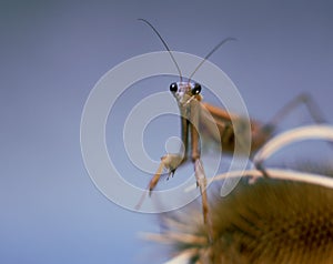 Portrait of  Praying mantis on a dry plants.  Colored, full frame