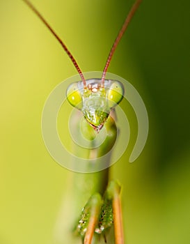 Portrait of praying mantis on green grass.