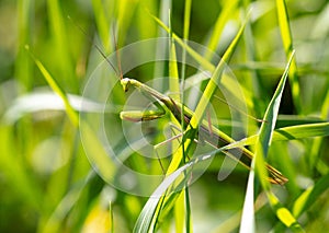 Portrait of praying mantis on green grass.