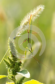 Portrait of praying mantis on green grass.