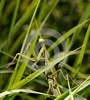 Portrait of praying mantis on green grass.