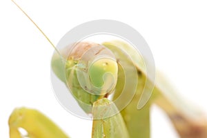 Portrait of a praying mantis on a white background. macro