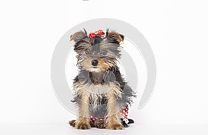 Portrait of a precious Yorkshire Terrier puppy sitting on the front line and looking at the camera. Isolated on white background