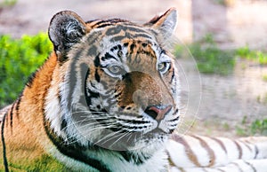 Portrait predator tiger