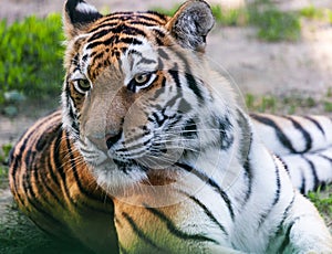 Portrait predator tiger closeup