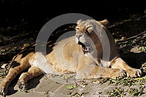 Portrait of a predatory animal lion.