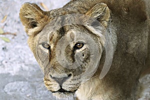 Portrait of a predatory animal lion.