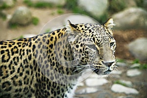 Portrait of a predatory spotted animal Leopard