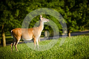 Portrait of pregnant whitetail deer doe