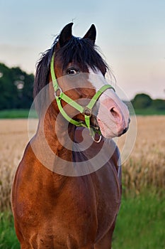 Portrait of a pretty bay pony