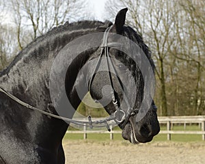 Portrait of a black frisian horse wearing a bridle