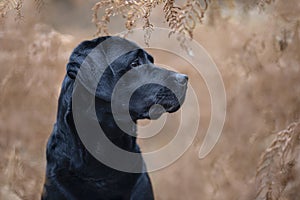 Portrait of a pretty black labrador retriever between brown autumn fern leafs seen from the side