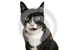 Portrait of a pretty black and white cat leaning forward looking straight at the camera isolated on a white background