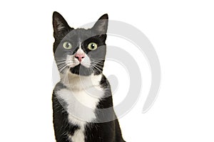 Portrait of a pretty black and white cat looking at the camera isolated on a white background