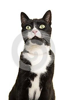 Portrait of a pretty black and white cat looking up isolated on a white background