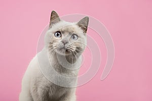 Portrait of a pretty british shorthaired cat looking a little suprised of curious straight at the camera on a pink background