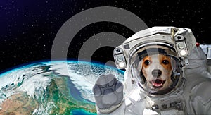 Portrait of a pretty dog astronaut in space on background of the globe