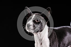 Portrait of a pretty dog on a black background