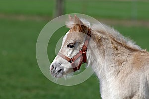 Portrait of a pretty foal