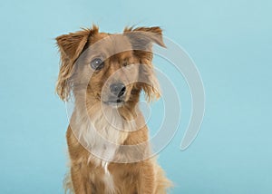 Portrait of a pretty mixed breed one eyed dog glancing away on a blue background