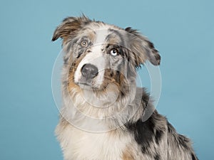 Portrait of a pretty odd eyed australian shepherd dog on a blue