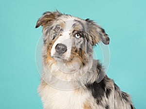 Portrait of a pretty odd eyed australian shepherd dog on a turquoise background