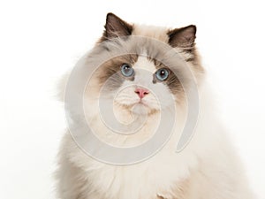 Portrait of pretty rag doll cat