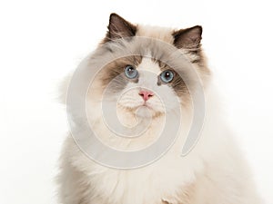 Portrait of pretty rag doll cat photo