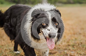 Portrait of a pretty, senior black and white border collie