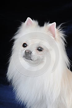 Portrait of pretty white lap dog