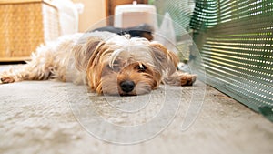 Portrait of a pretty Yorkshire terrier, light golden, lying on a balcony terrace photo