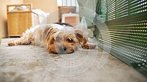 Portrait of a pretty Yorkshire terrier, light golden, lying on a balcony terrace photo